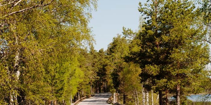 Punkaharjun_kiemurteleva_tie